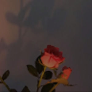 Meet your Posher, Sofia